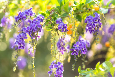 Close-up of purple flowering plant