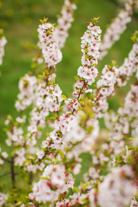 Close-up of white flowers on branch