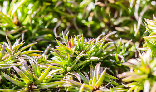 Full frame shot of plants