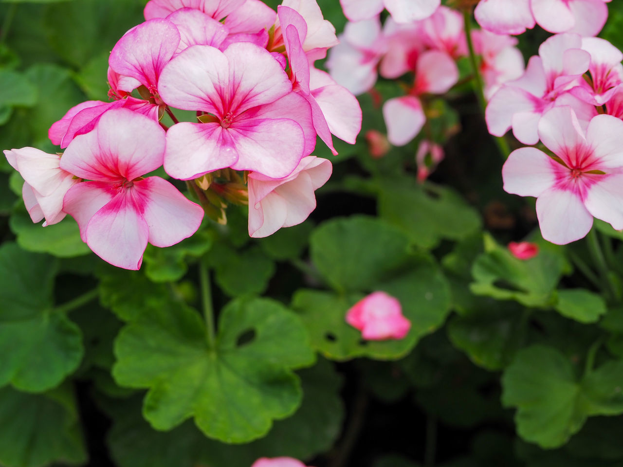 CLOSE-UP OF PINK ROSE FLOWERING PLANTS