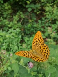 Close-up of butterfly pollinating on flower