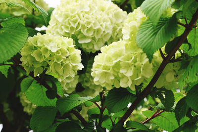 Close-up of white flowering plant