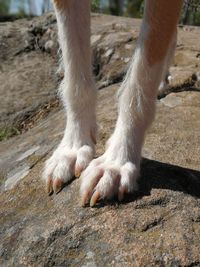 Low section of person with dog