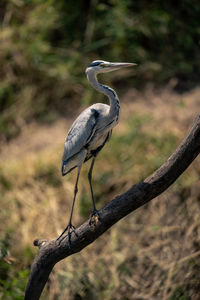 Grey heron on