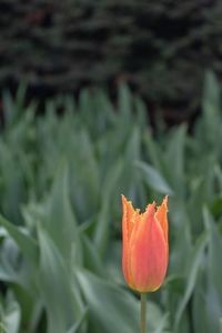 Close-up of orange tulip