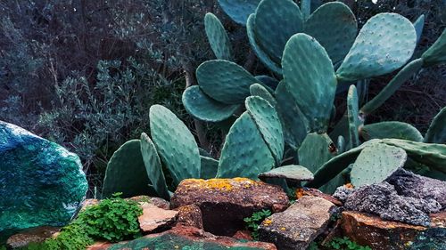 Close-up of cactus plant