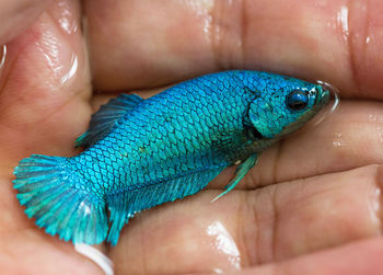 Close-up of human hand holding leaf
