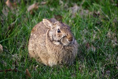 Portrait of rabbit on grassy field