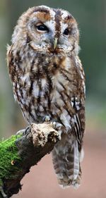 Close-up of owl perching on branch