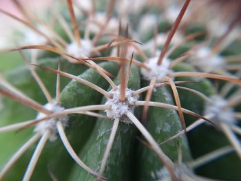 Close-up of succulent plant