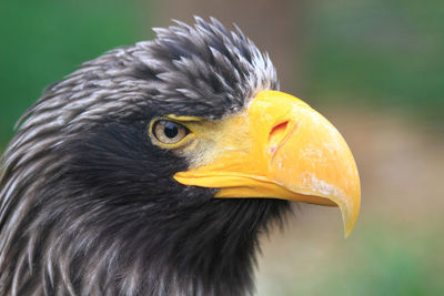 Close-up of a bird