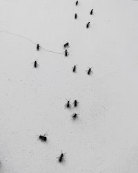 High angle view of footprints on snow