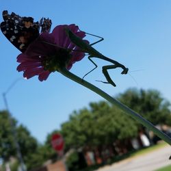 Low angle view of butterfly on flower against clear sky