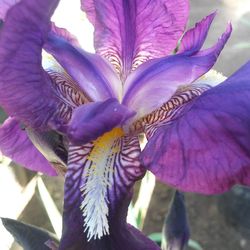 Close-up of purple flower