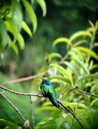 Green hummingbird perching on plant