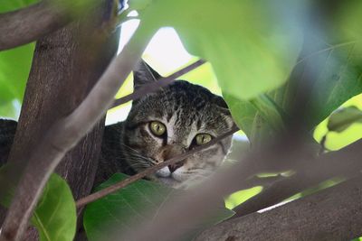 Close-up of cat