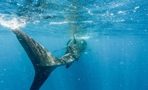 Whale shark swimming in sea