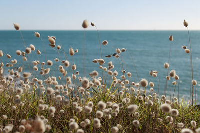 Close-up of flowering plants by ocean against sky