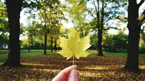 Close-up of hand holding yellow leaf