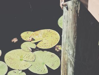 Close-up of lotus water lily in lake