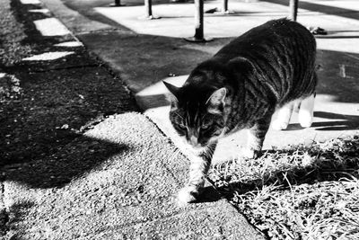 Close-up portrait of cat lying on street