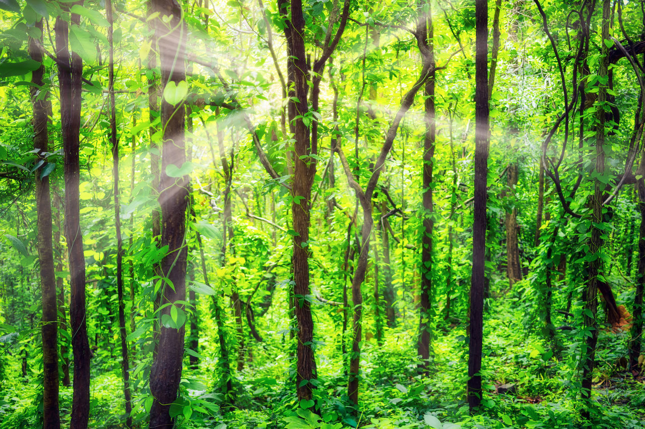 TREES GROWING IN FOREST