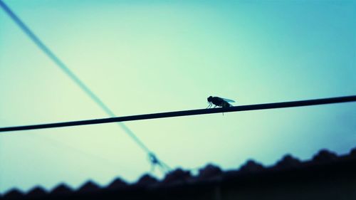 Low angle view of birds perched against clear blue sky