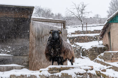 Sheep standing in heavy snow