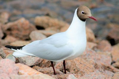 Close-up of seagull perching on rock