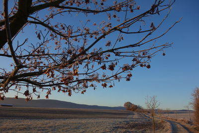 Low angle view of tree against clear sky