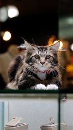 Kitten guarding jewelry