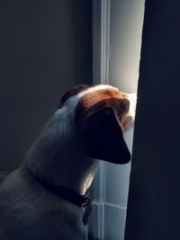 Close-up of dog looking away