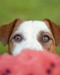 Close-up portrait of dog