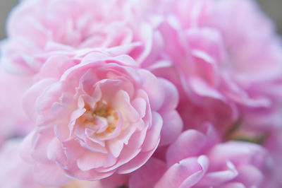 Macro shot of pink rose