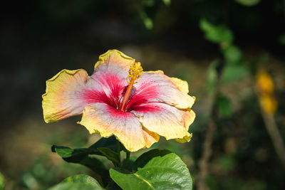 Close-up of hibiscus flower