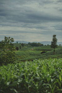 Scenic view of agricultural field against sky