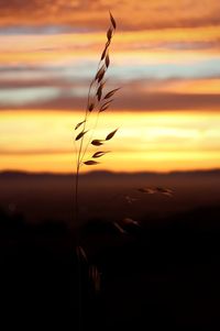 Close-up of silhouette plant against sky during sunset