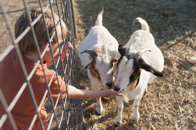 High angle view of boy feeding goats at farm