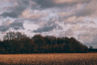 Scenic view of field against sky during sunset