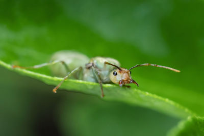 Close-up of insect on leaf