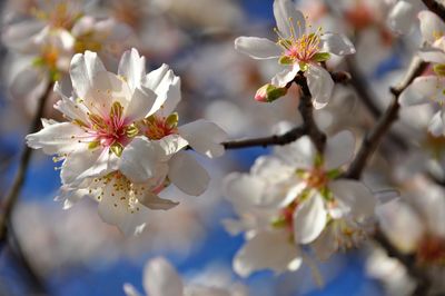 Close-up of white almond blossom