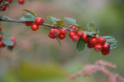 Close-up of red berries growing on tree