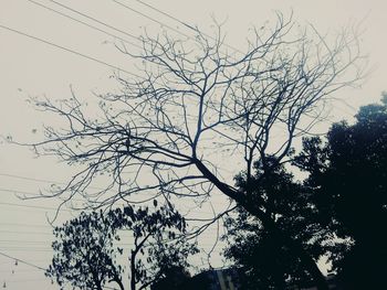 Low angle view of bare trees against sky