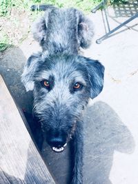 High angle portrait of dog on floor