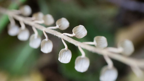 Close-up of white flowering plant on field