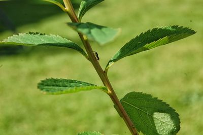 Close-up of fresh green plant