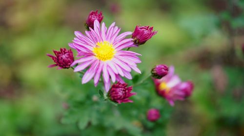 Close-up of pink flowers blooming outdoors