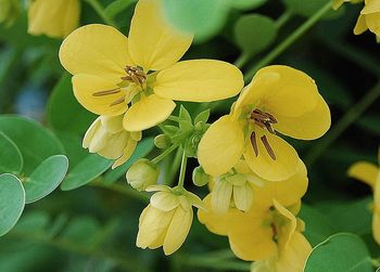 Close-up of bee on yellow flower