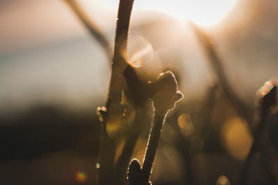 Close-up of silhouette plant against sky