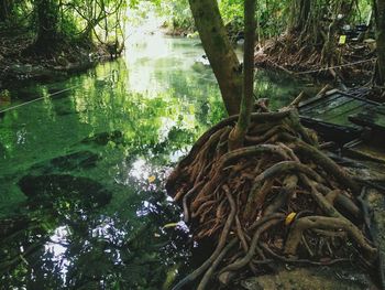 Trees growing in forest